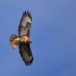Buse variable dans la Vienne